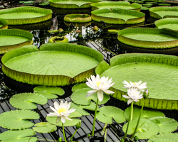 Nature sets her table with giant pie plates and a white lily bouquet.