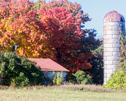 Autumnal maples paint a splash of red-orange onto the rural Wisconsin landscape. Then the roofs of the shed and silo echo the color as if out of respect for nature's brilliant display.