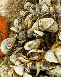 A colony of barnacles claim squatter's rights on a pier.