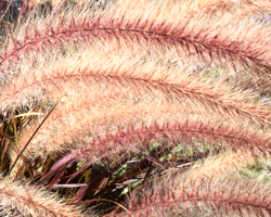 Autumn prairie grasses cascade in lush bands of fawn and sienna.