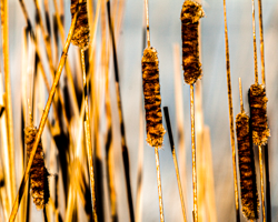 In the gold of autumn the cattails parade their brown spikes along swampy roadside ditches.