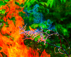 Cedar branches burn like jeweled fireworks.