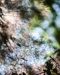 Light filters lovingly through the smokey blooms of purple cotinus.