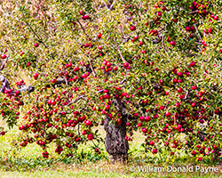 Horticultural Beauty from Field to Marketplace