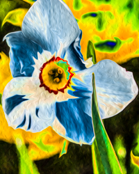 A spring flower dances in the sunlight with its unnatural blue.