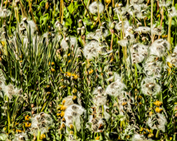 Door County dandelions are captured here on the cusp between flower and seed. Digital overpainting exaggerates the play of forms, adding a burst of energy to the yellow-green landscape. The swirling seedpods, like gaseous planets, float in the luxuriant growth, contrasting with the spiky blades of new bluegrass.