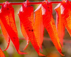 Like rows of chili peppers sumac leaves magnify the glow from an autumn sun.