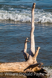 On the shore sun and waves transform old white cedar tree roots into a sculpture set against the blue of Lake Michigan.