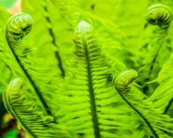 Spring ferns uncurl in the warm sunshine like tiny cobra heads dancing in the breeze.
