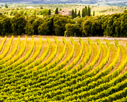 Rows of grapes gently turn toward a villa in Fossabanda.