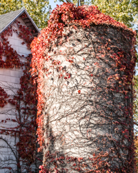 The autumn silo wears a thinning cloak of crimson ivy.