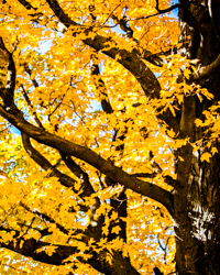 Warm brown trunks and buttery foliage blend beautifully in the autumn glow.