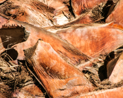 The remains of fronds weave a sturdy cinnamon cloth up the trunk of a mature palm.