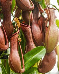 Like ancient amphora these pitchers huddle together in beautiful clusters.