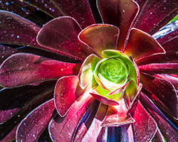 Natural symmetry combines with ruby richness.