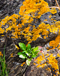 A patch of lichens and a few hardy plants claim an Italian rock face as their home.