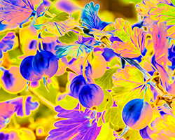 Surreal chromatic tones transform gooseberries into expressionist art.
