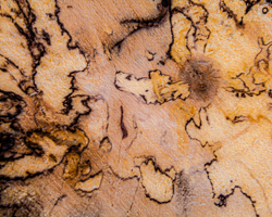 A logger's slice of spalted maple maps out a magical land of ochre oceans, khaki continents, and ebony mountain ranges.