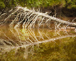 A dead tree casts a perfect reflection in the clear spring waters of a Door County, WI, swamp.