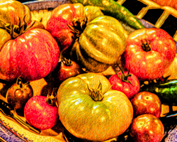 A medley of tomatoes comprise a tasty autumn still life.