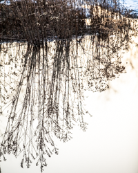 Shoreline weeds stand in mirrored perfection in a wintry pool.